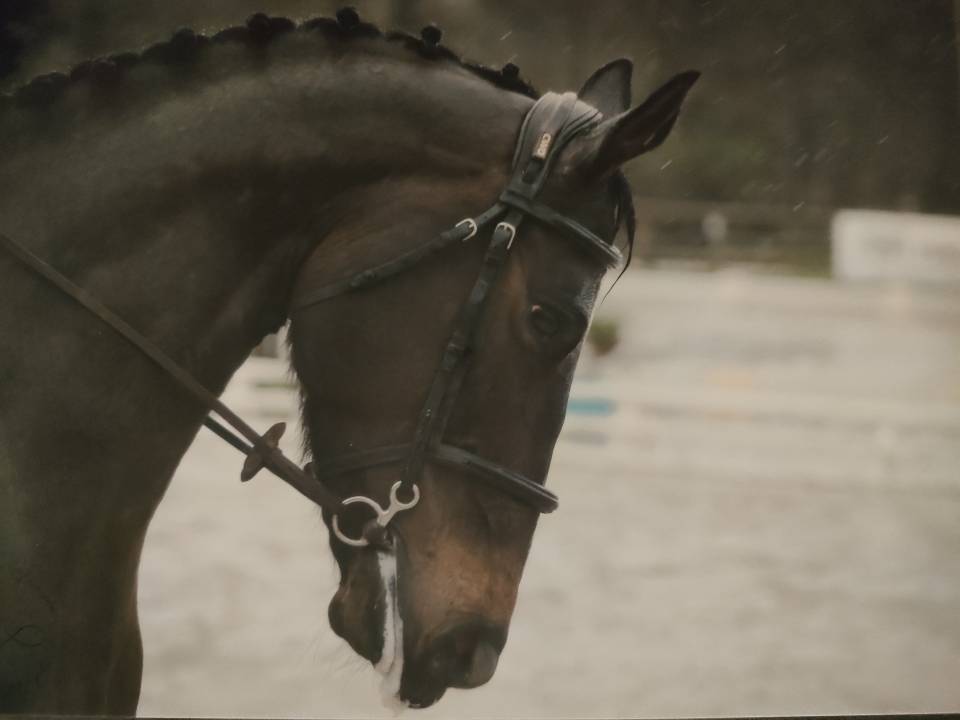 Vends hongre de 7 ans