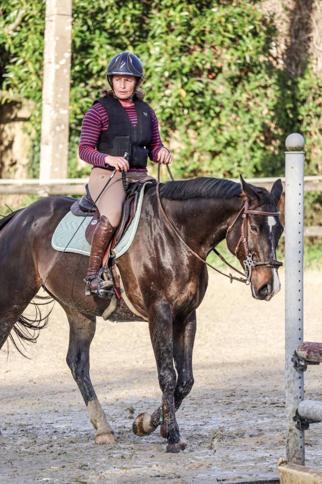 Vends hongre de 7 ans