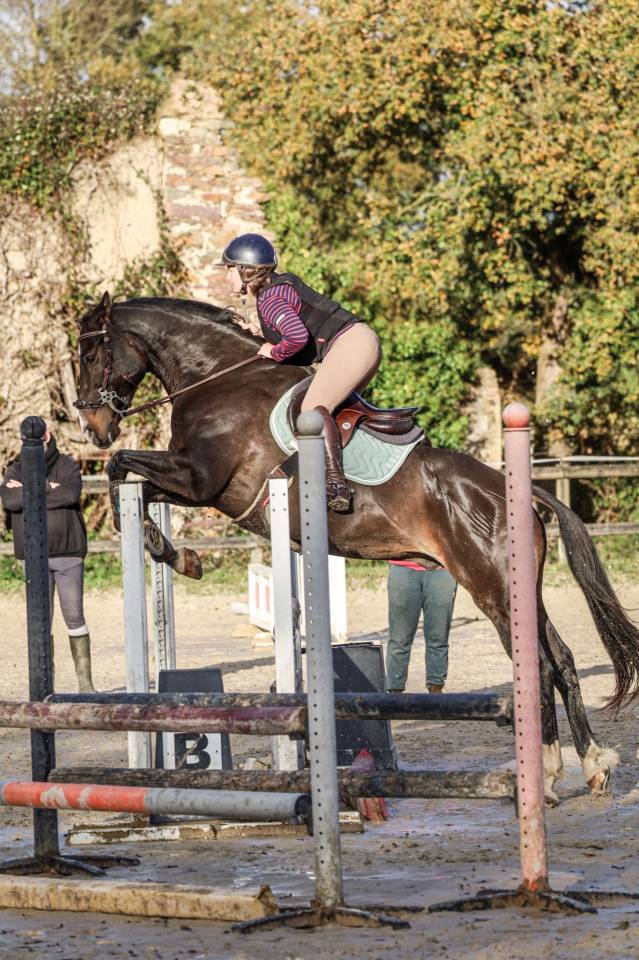 Vends hongre de 7 ans