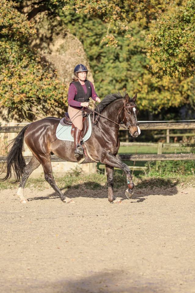 Vends hongre de 7 ans