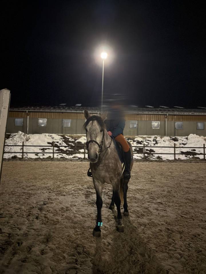 Hongre à vendre - 4 ans - Cheval Espagnol