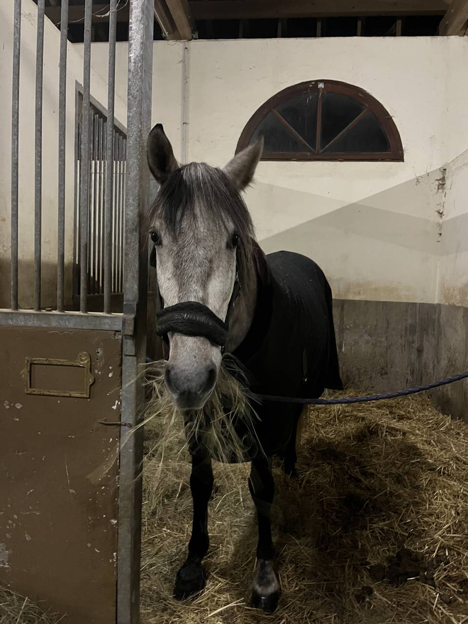 Hongre à vendre - 4 ans - Cheval Espagnol