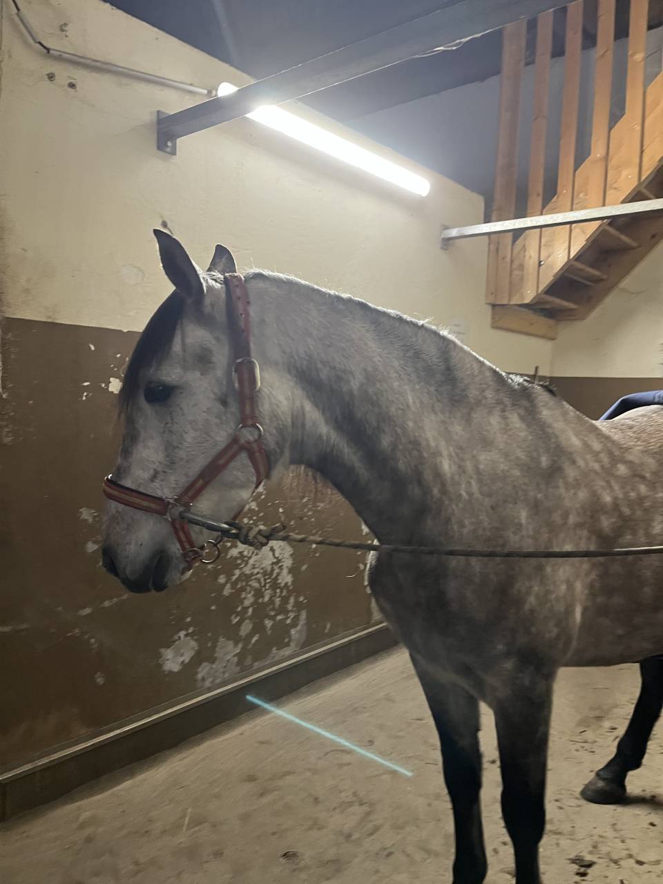 Hongre à vendre - 4 ans - Cheval Espagnol