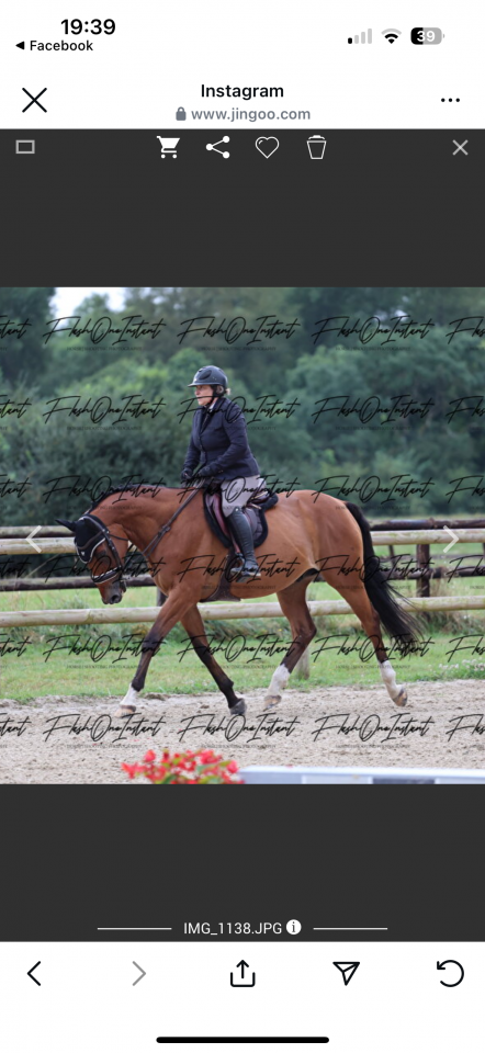 Cheval, Selle Francais de 12 ans