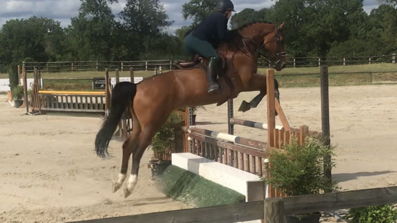 Cheval, Selle Francais de 12 ans