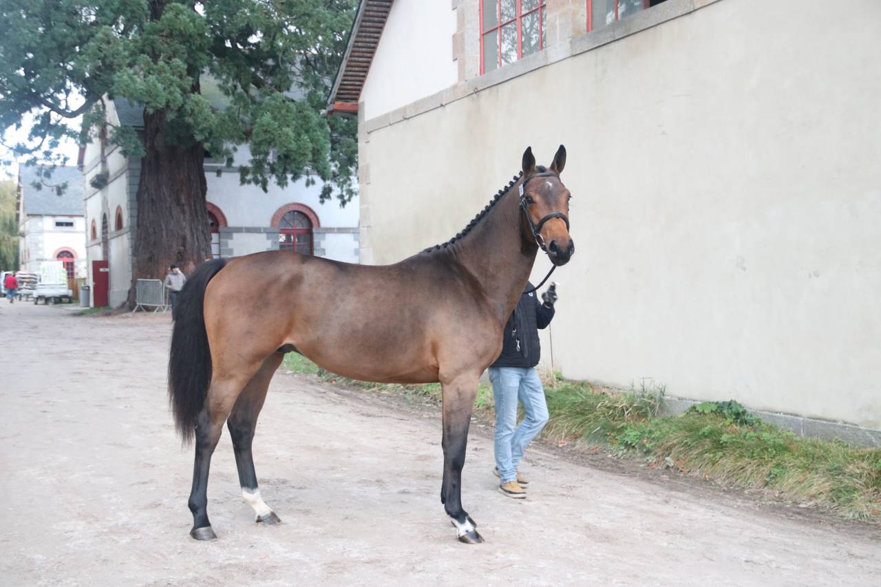 Magnifique mâle de 2 ans par Check In