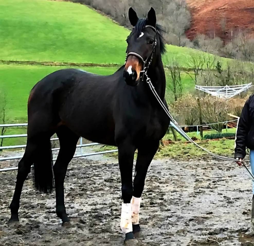 Jument Anglo origine course