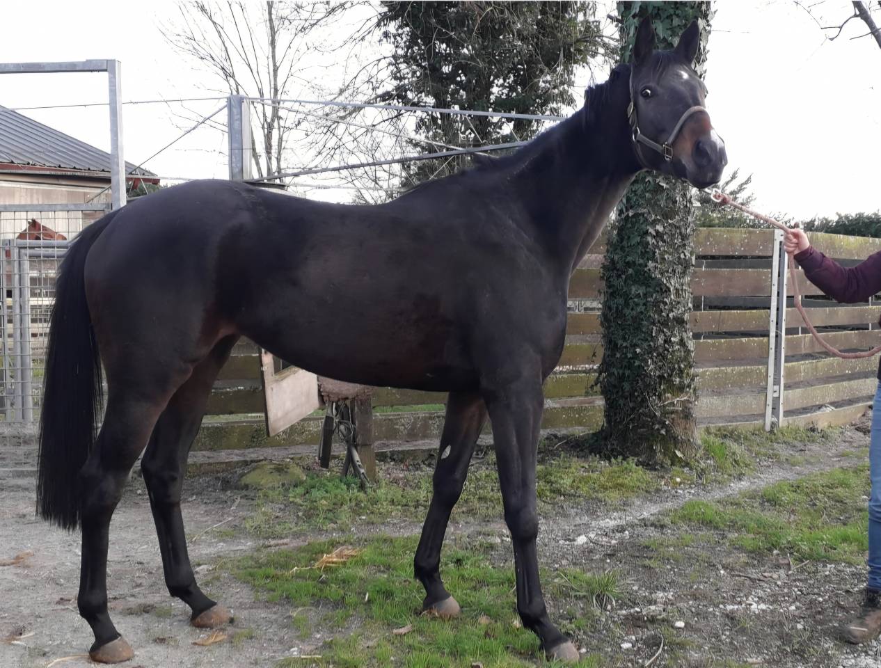 Jument Anglo origine course