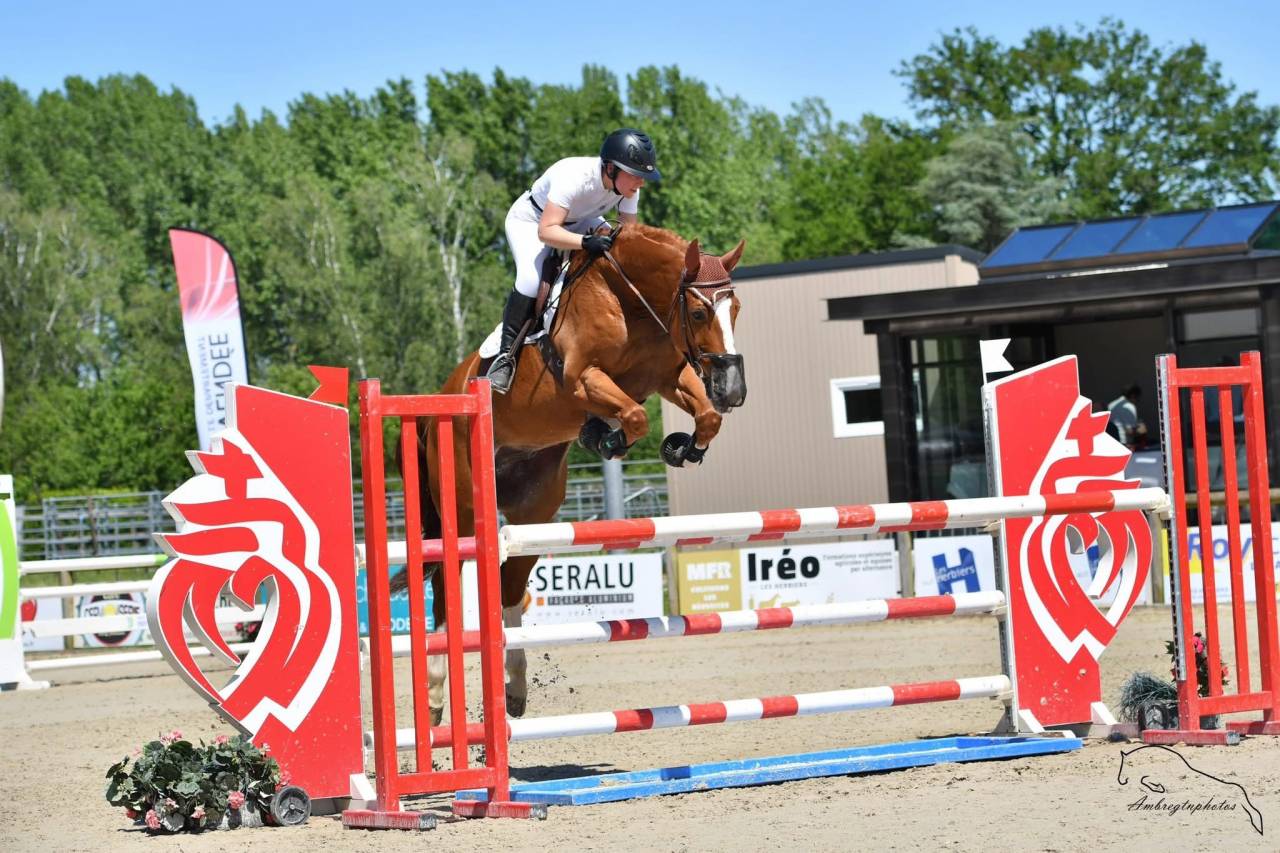 Cheval maître école 