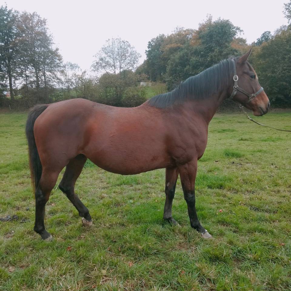 Poulinière pur sang 