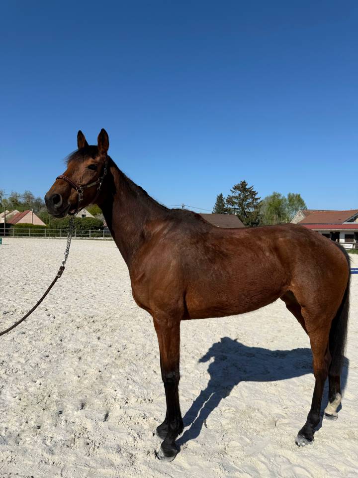 Adorable jument idéale loisir 