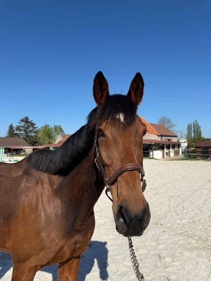 Adorable jument idéale loisir 