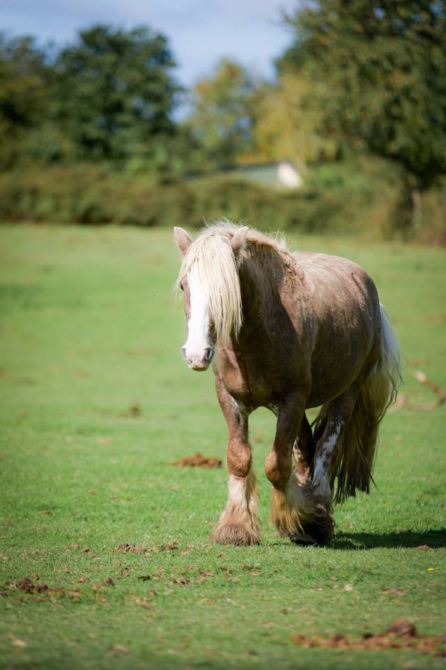 Saillie étalon Irish Cob PP Homozygote silver