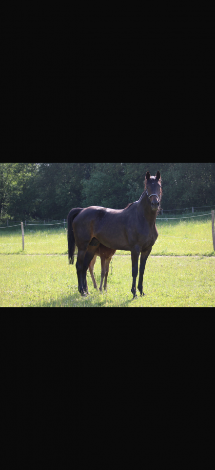 À VENDRE – JUMENT PUR-SANG