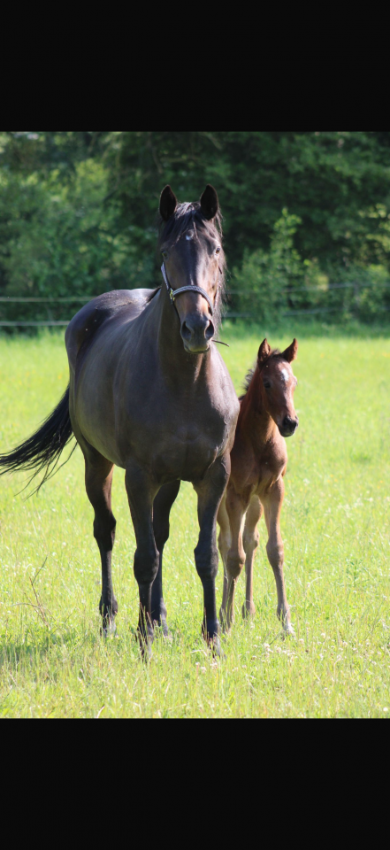 À VENDRE – JUMENT PUR-SANG