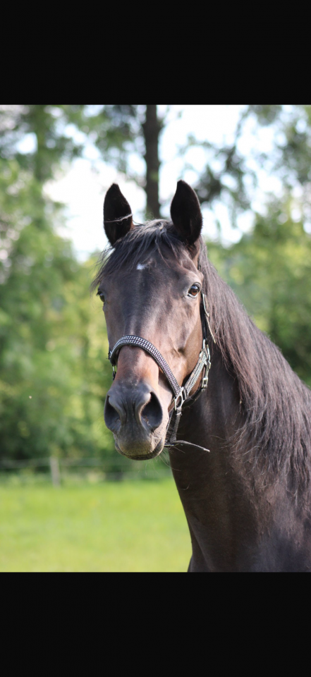 À VENDRE – JUMENT PUR-SANG