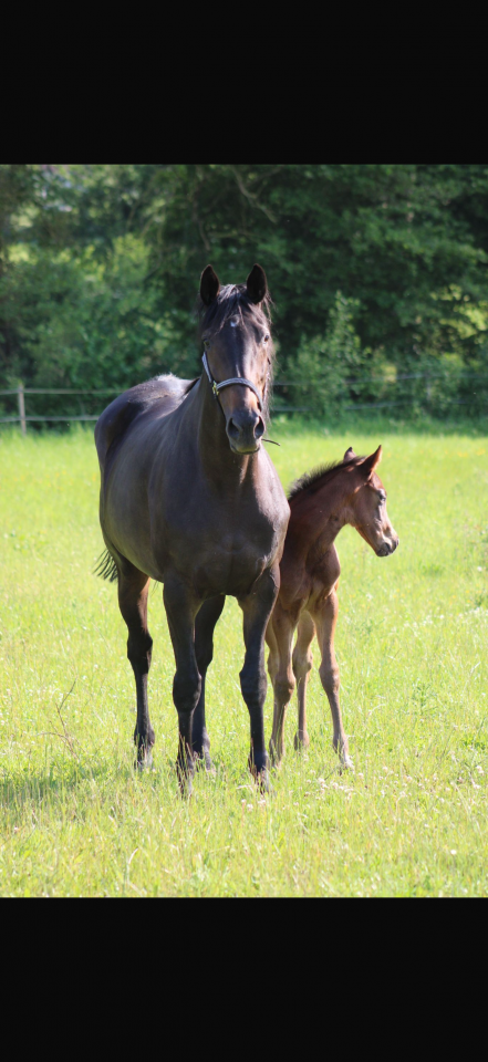 À VENDRE – JUMENT PUR-SANG