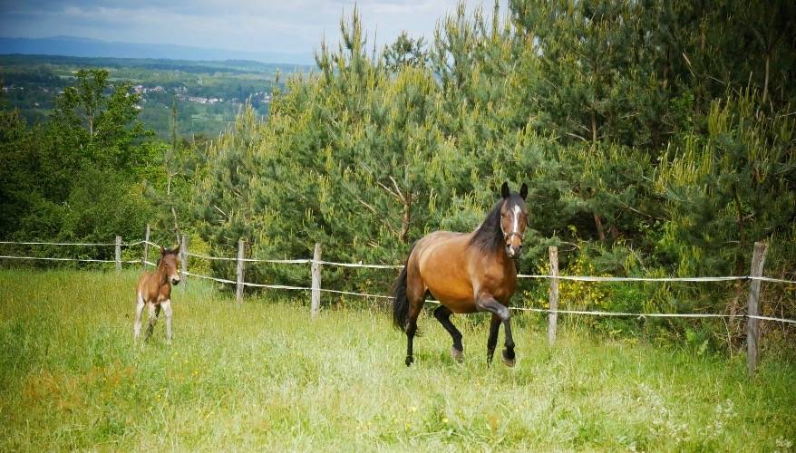 poulinière lusitanienne