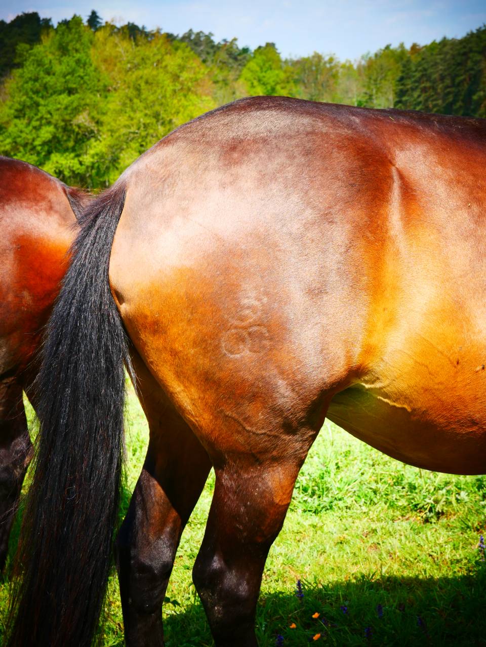 poulinière lusitanienne