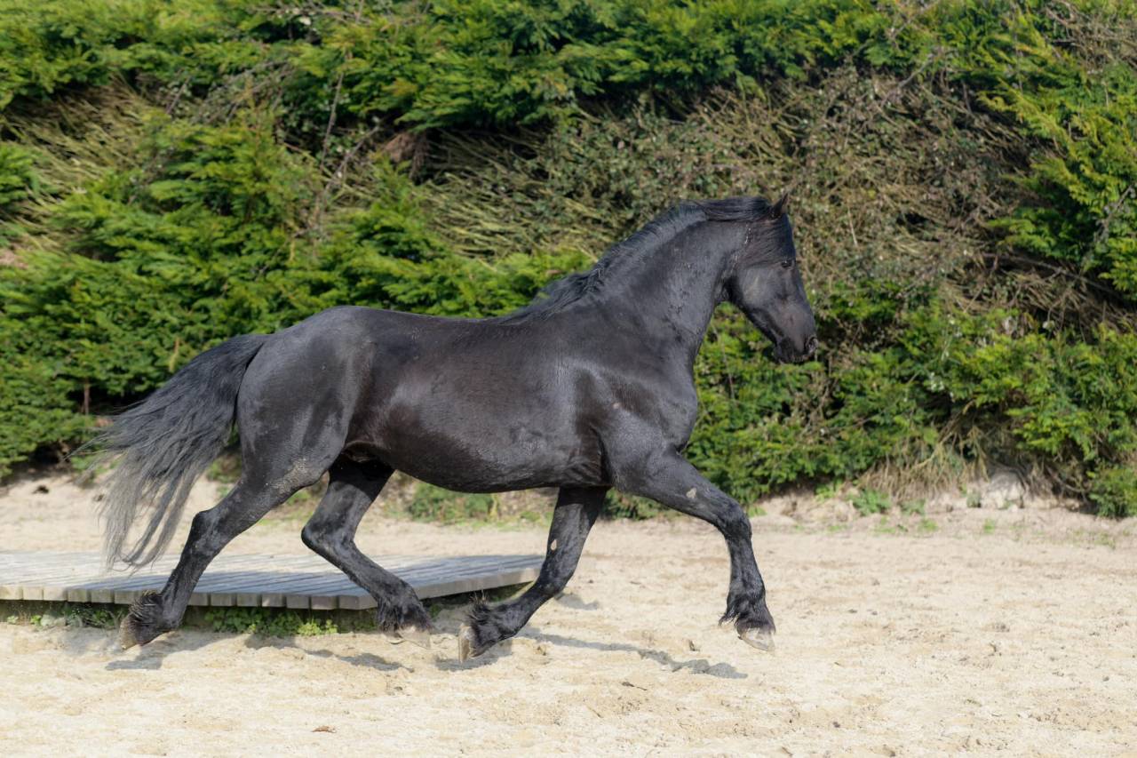 Saillie étalon Arabo-Frison PP. Superbe physique