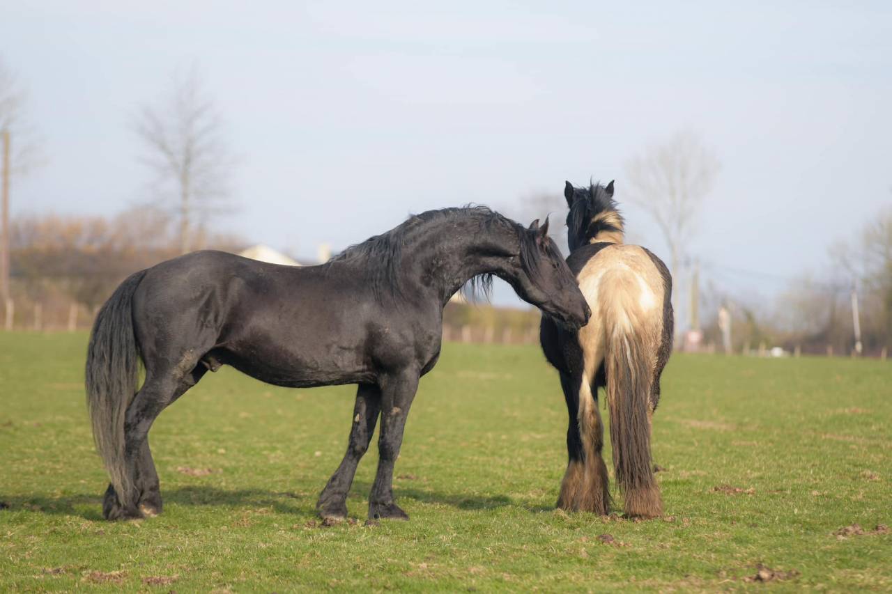 Saillie étalon Arabo-Frison PP. Superbe physique