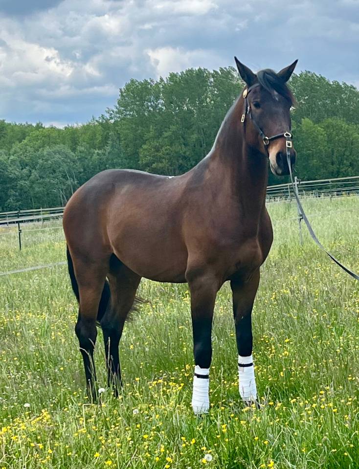 Hongre lusitano espagnol