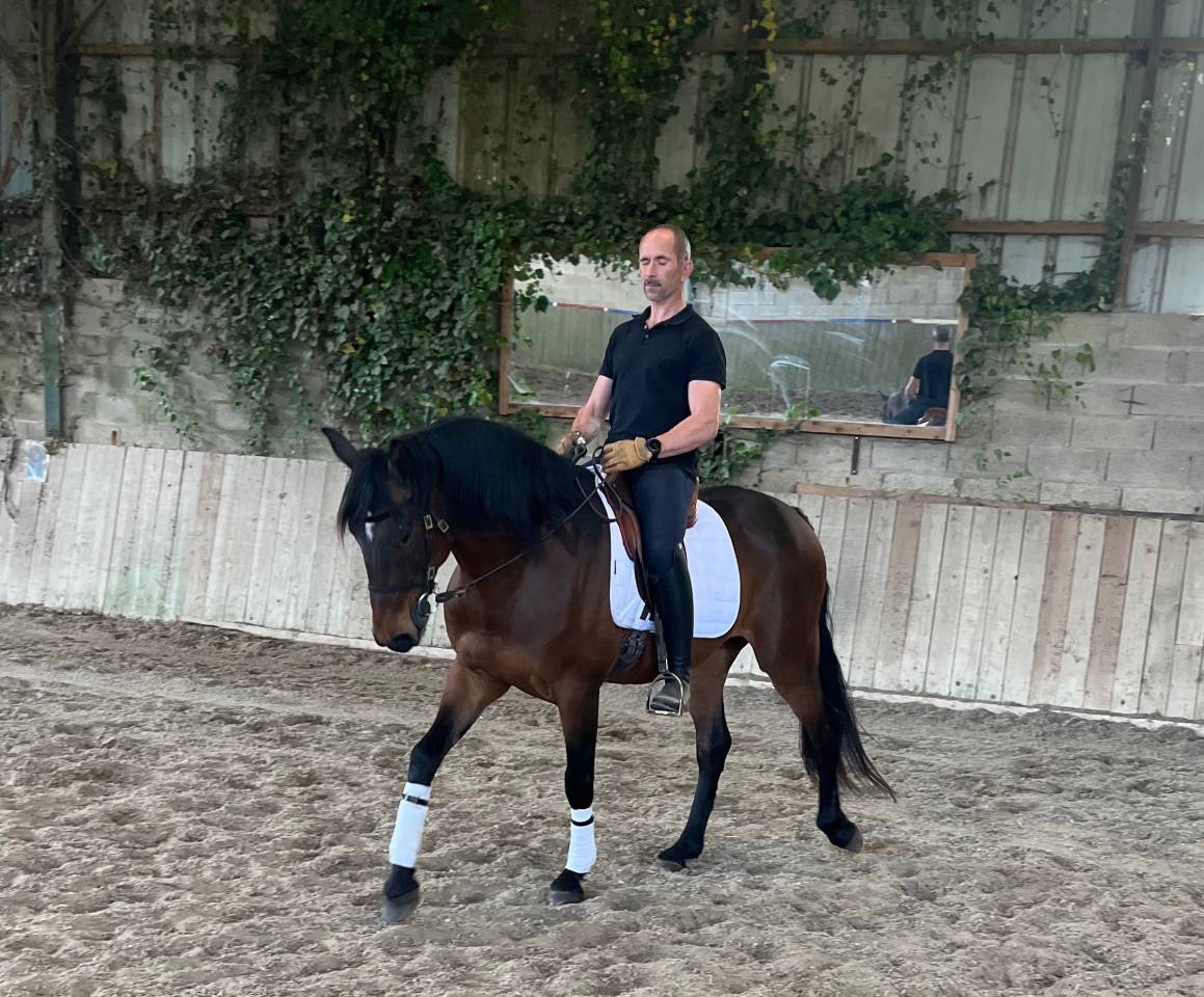 Hongre lusitano espagnol