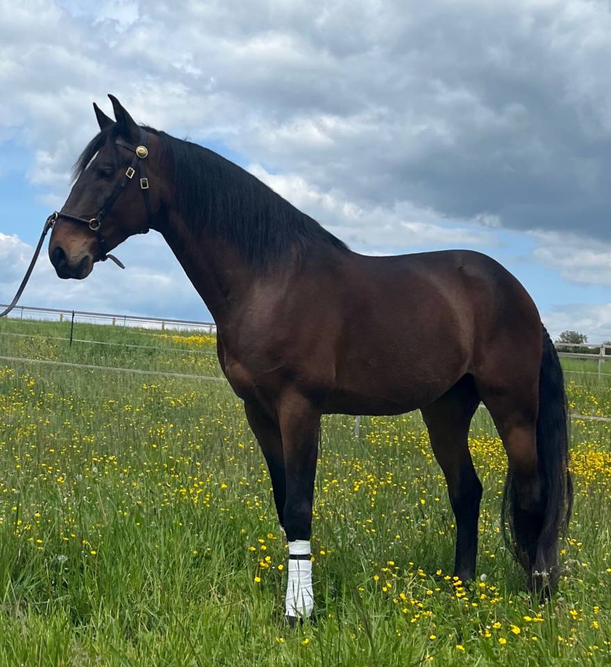 Hongre lusitano espagnol