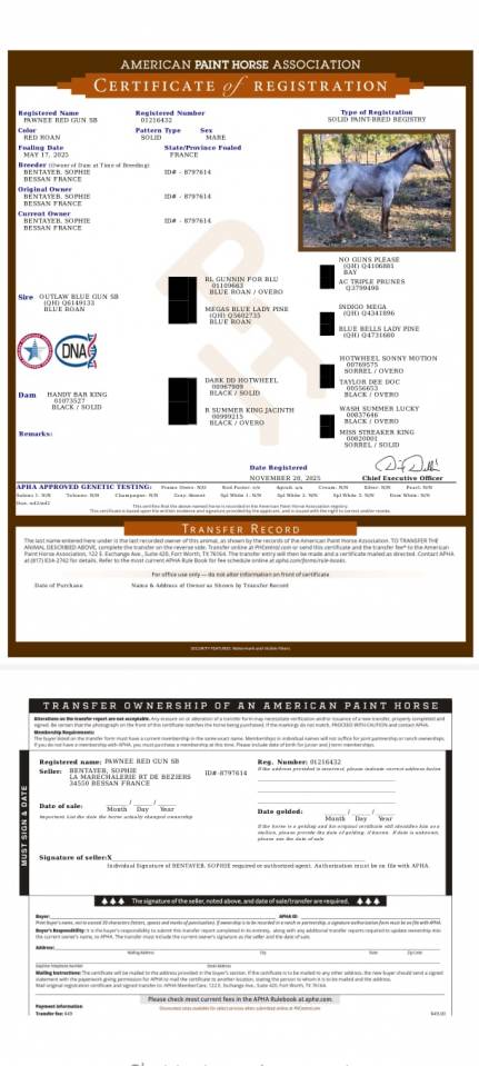 Pouliche APHA red roan 