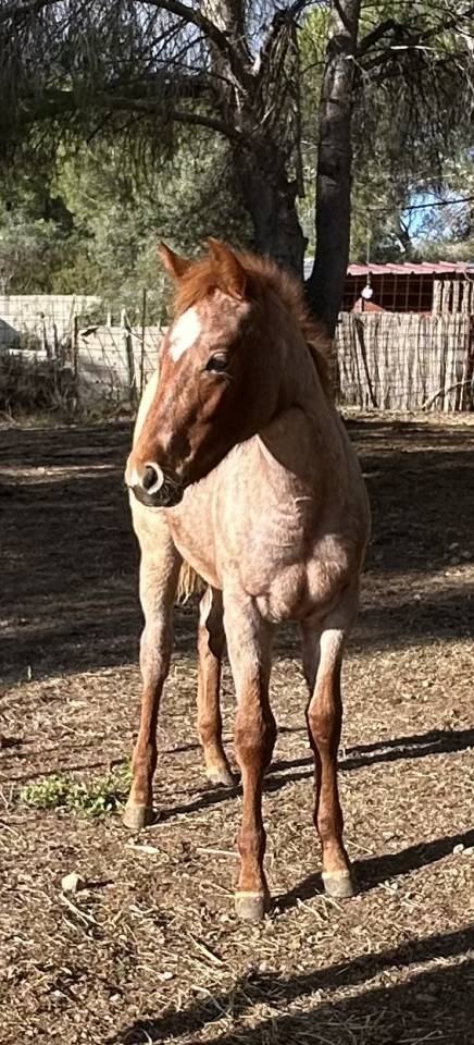 Pouliche APHA red roan 