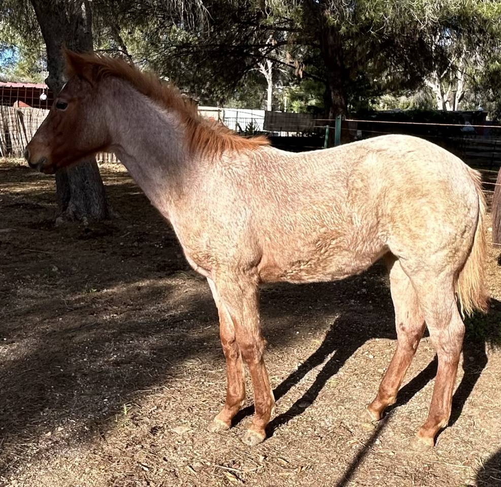 Pouliche APHA red roan 