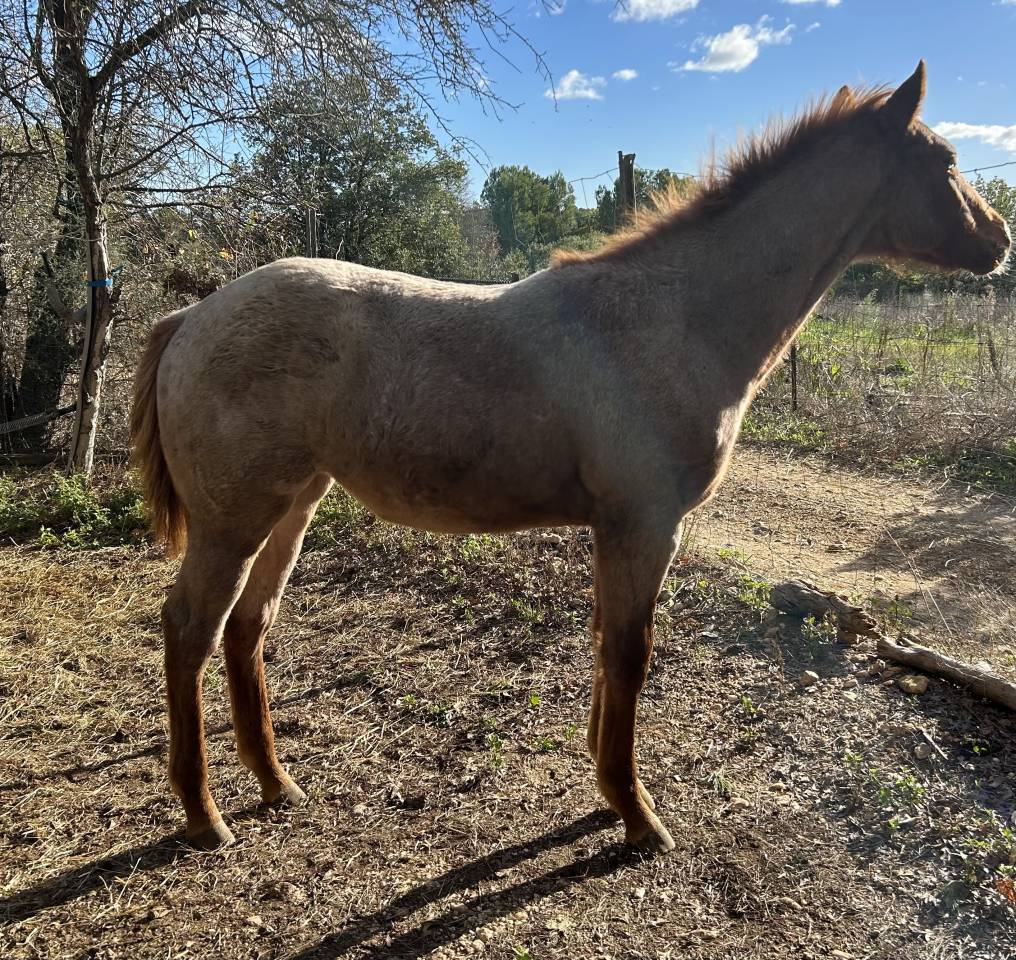 Pouliche APHA red roan 