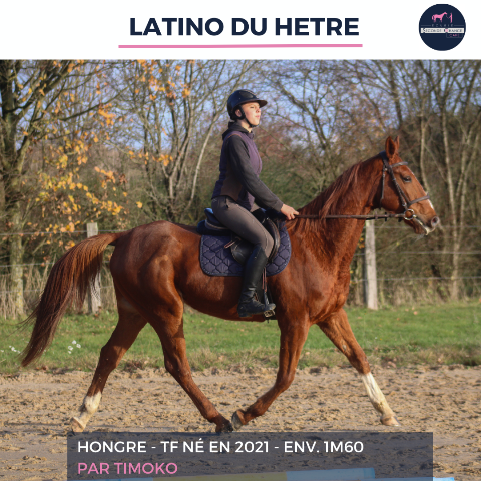 LATINO DU HETRE - TF - 4 ANS