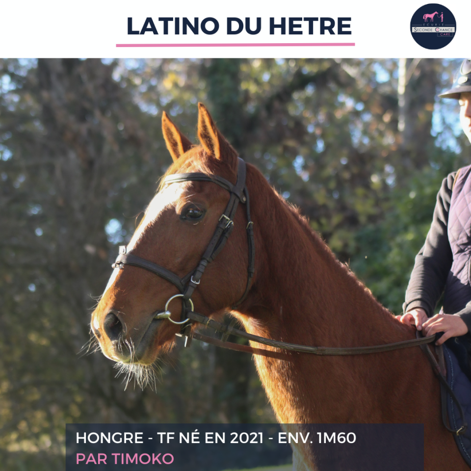 LATINO DU HETRE - TF - 4 ANS