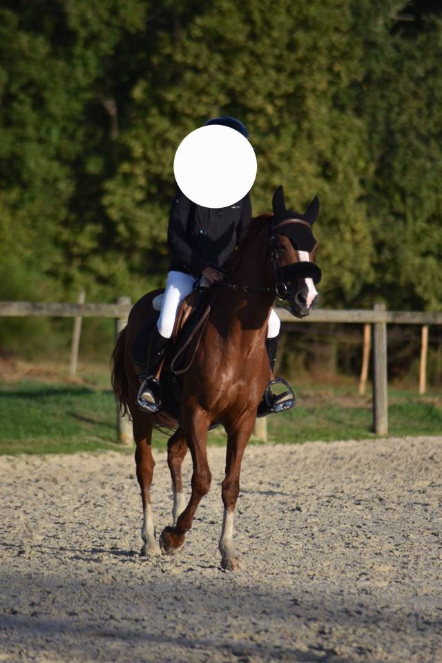 Poney hors taille idéal passage a cheval