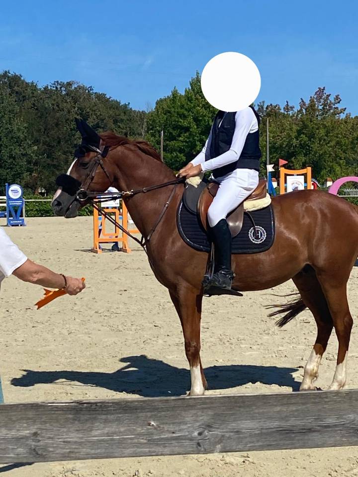 Poney hors taille idéal passage a cheval