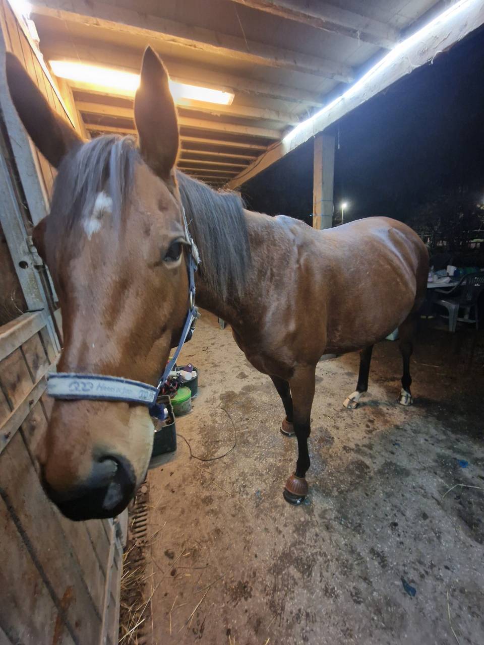 jument plein papier a vendre