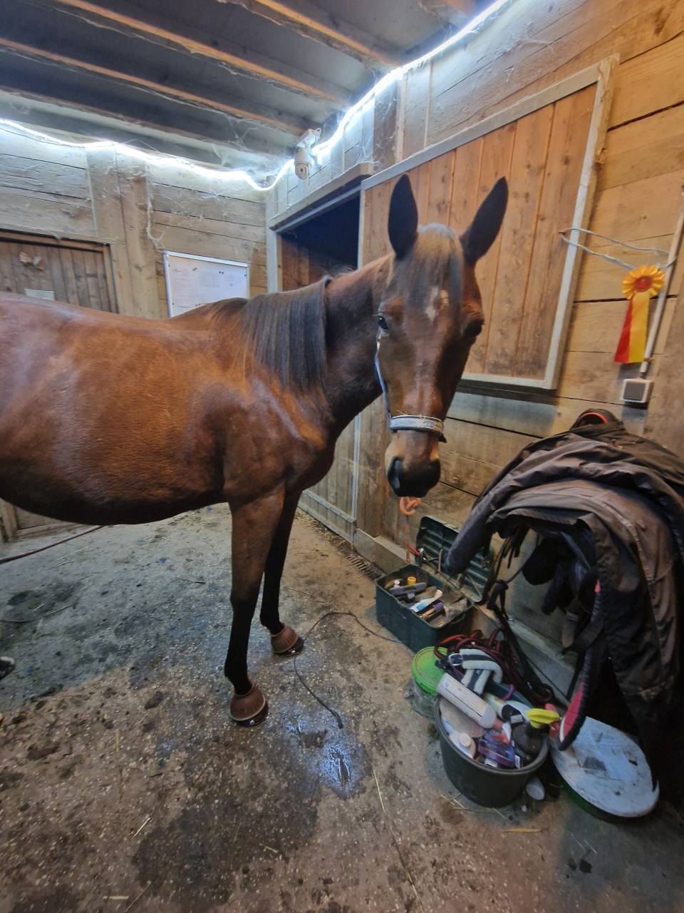 jument plein papier a vendre