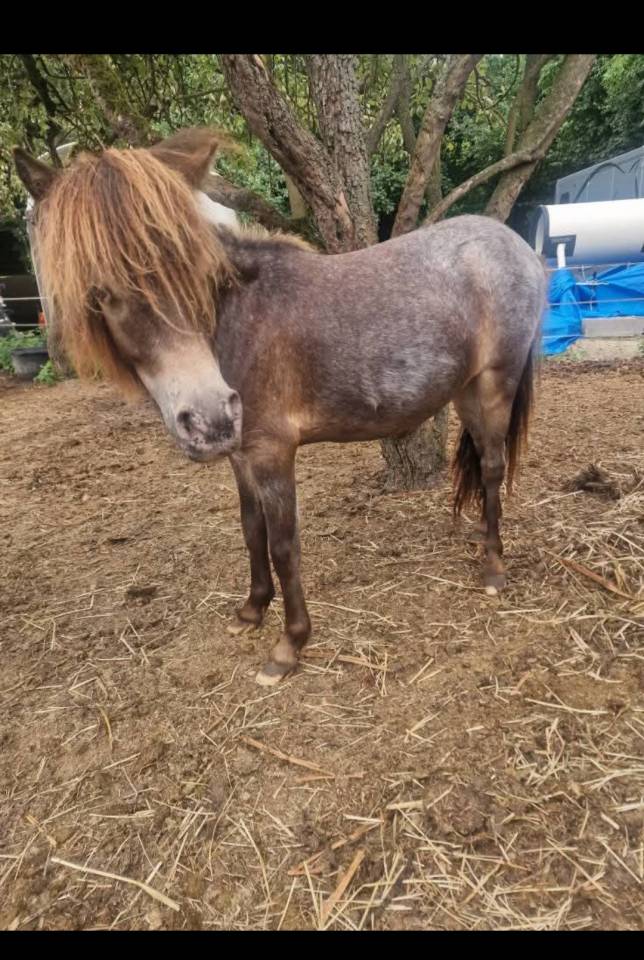pouliche oc, poney 1, shetland