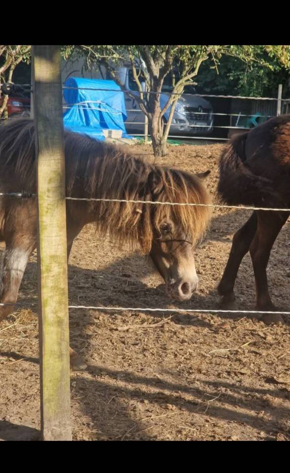 pouliche oc, poney 1, shetland