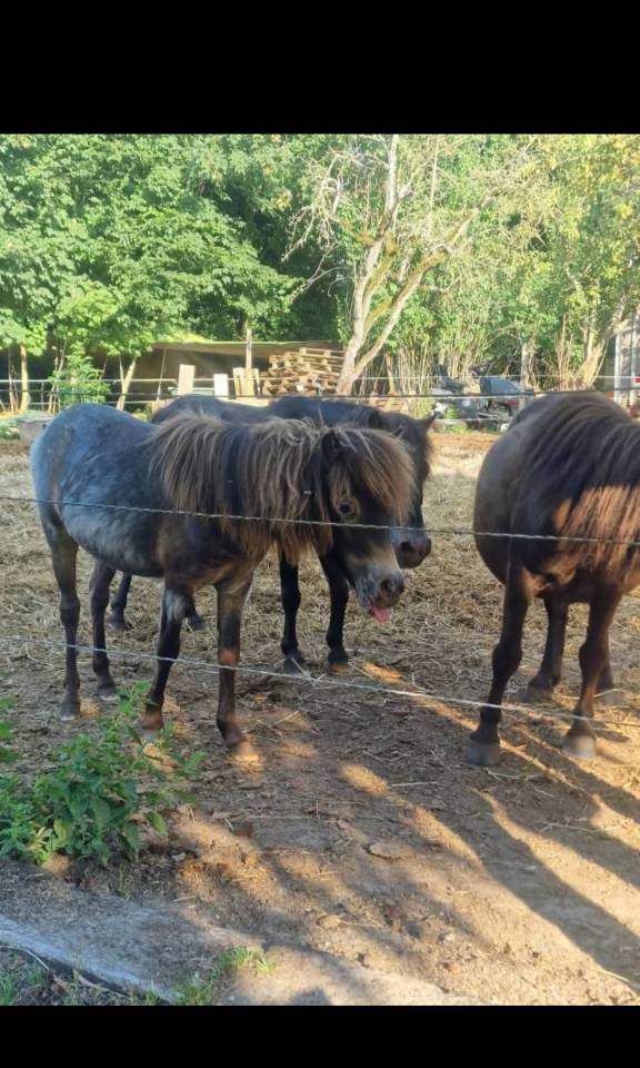 pouliche oc, poney 1, shetland