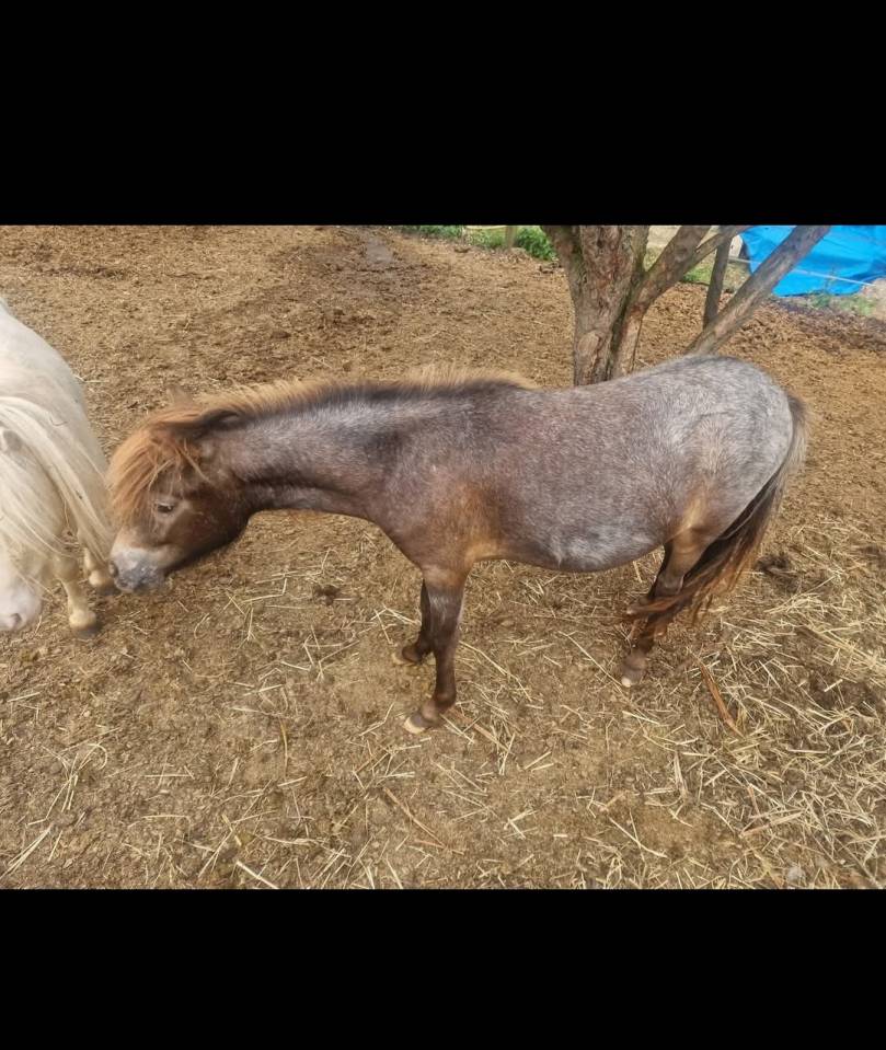 pouliche oc, poney 1, shetland