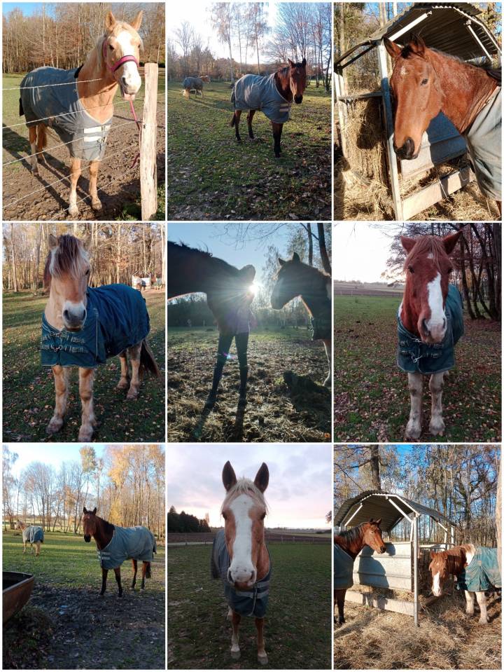 Demi pension, tier de pension chevaux