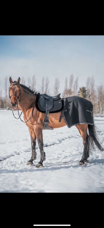 À vendre cheval de sport 