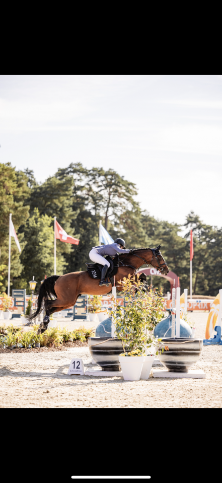 À vendre cheval de sport 