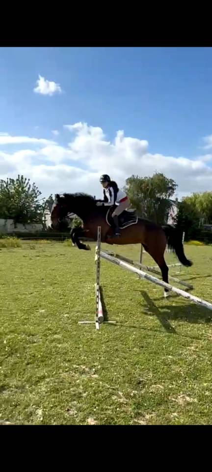 Jument PP irish spoert horse