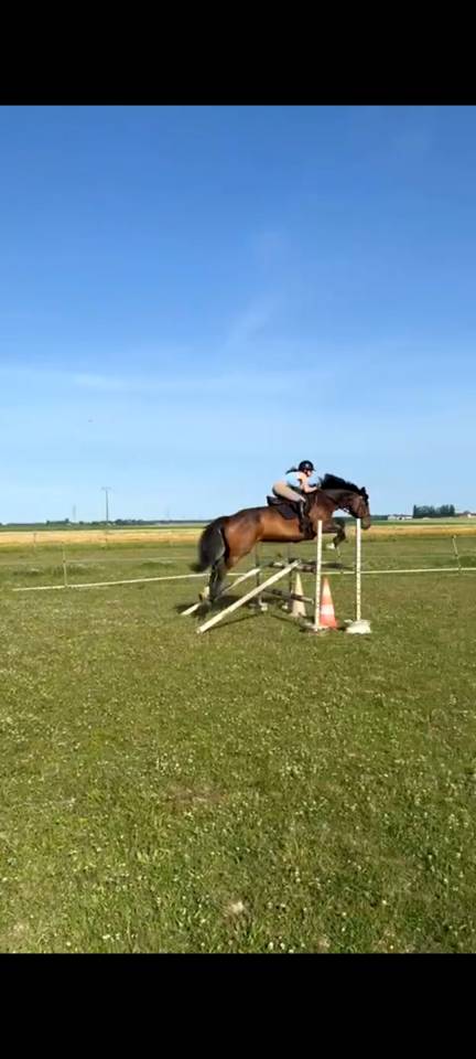 Jument PP irish spoert horse