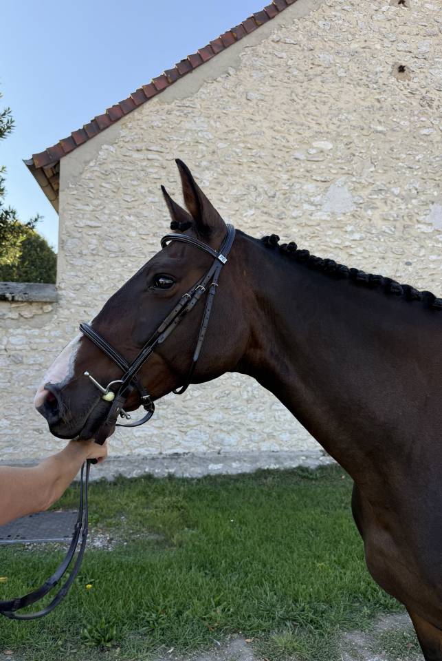 Jument PP irish spoert horse