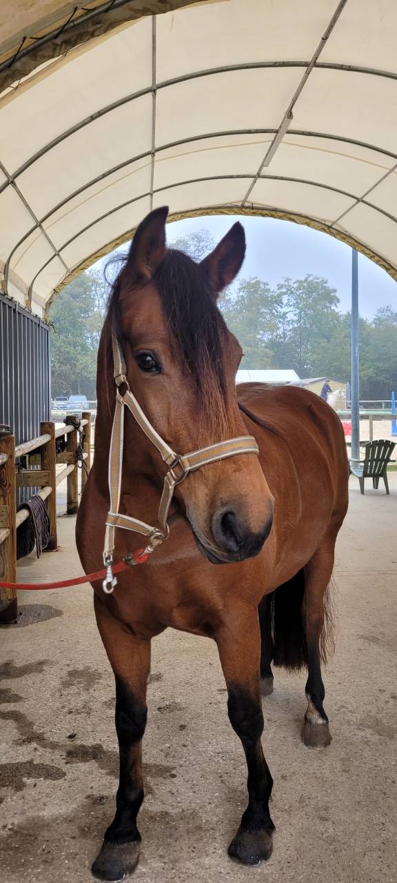 Jument Franche-Montagne PP 10 ans