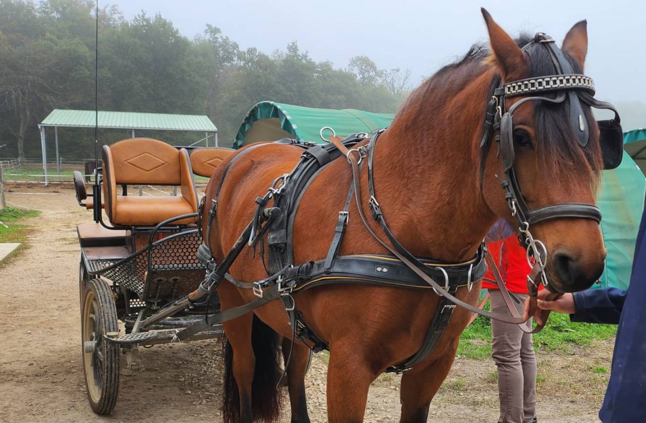 Jument Franche-Montagne PP 10 ans